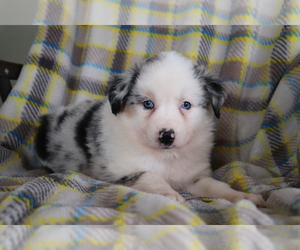 Australian Shepherd Puppy for sale in SHILOH, OH, USA