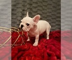 Small Photo #3 French Bulldog Puppy For Sale in MOORESVILLE, NC, USA