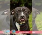 DEAN - Male Staffordshire Bull Terrier Dog for Adoption - Small photo