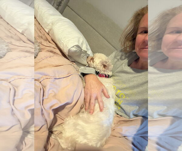 Medium Photo #13 Mutt Puppy For Sale in Orlando, FL, USA