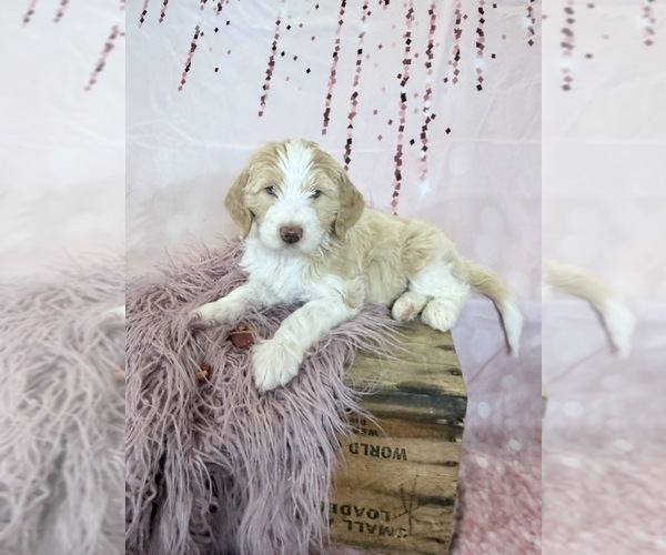 Medium Photo #20 Aussie-Poo-Goldendoodle Mix Puppy For Sale in COMMERCE, MI, USA
