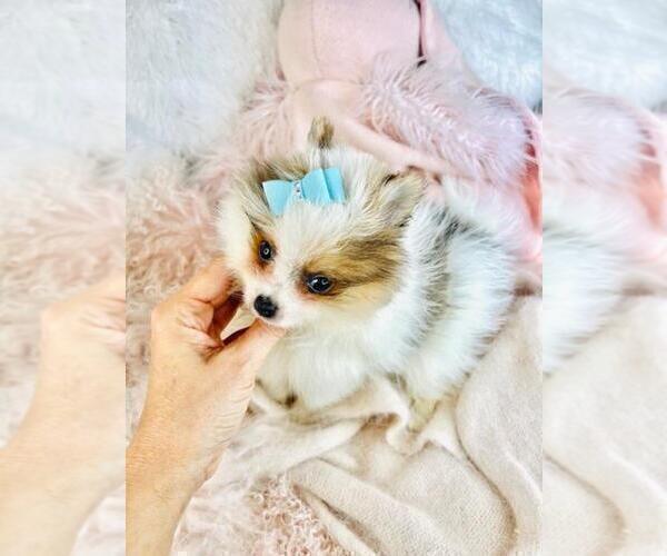 Medium Photo #17 Pomeranian Puppy For Sale in WEST PALM BEACH, FL, USA