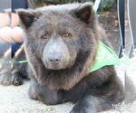 Small #5 Chow Chow Mix