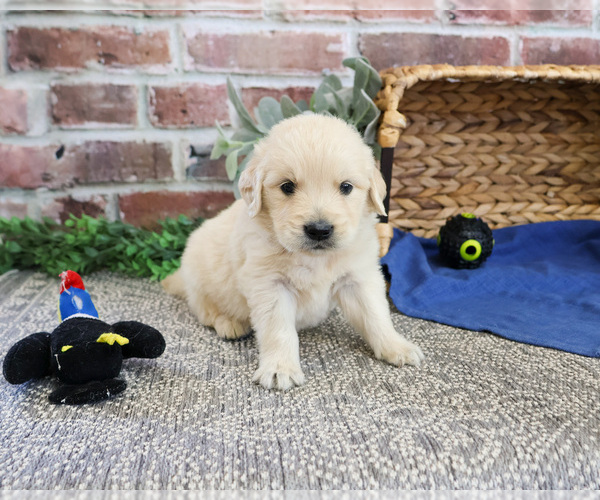 Medium Photo #5 Golden Retriever Puppy For Sale in SYRACUSE, IN, USA