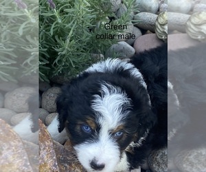 Aussiedoodle-Bernedoodle Mix Puppy for Sale in BATAVIA, Ohio USA