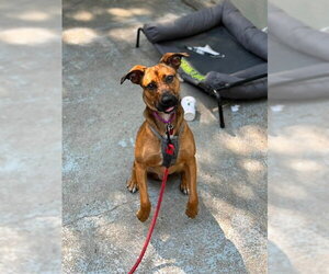 Mutt Dogs for adoption in Boston, MA, USA