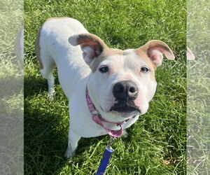 American Pit Bull Terrier-Unknown Mix Dogs for adoption in Clarkston, MI, USA