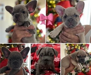French Bulldog Puppy for Sale in PALM SPRINGS, California USA