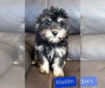 Small Photo #1 Cavapoo Puppy For Sale in LEBANON, OR, USA