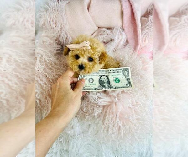 Medium Photo #2 Poodle (Toy) Puppy For Sale in TAMPA, FL, USA