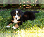 Small Photo #5 Bernese Mountain Dog Puppy For Sale in WOLCOTTVILLE, IN, USA