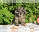 Small #8 Poodle (Toy)