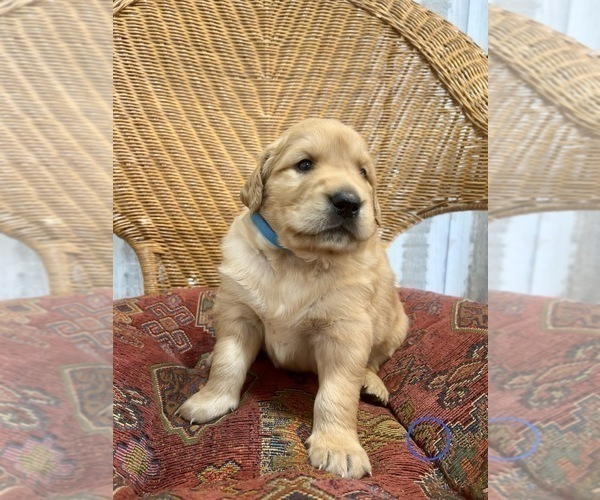 Medium Photo #7 Golden Labrador Puppy For Sale in VANCOUVER, WA, USA