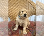 Small Photo #7 Golden Labrador Puppy For Sale in VANCOUVER, WA, USA