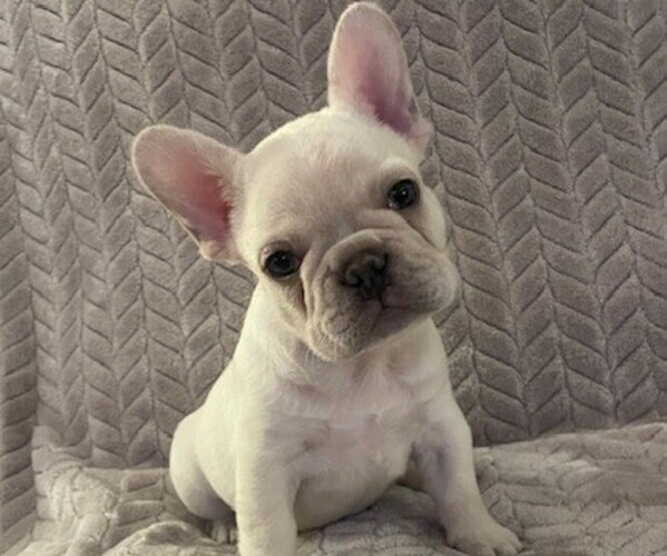 Medium Photo #1 French Bulldog Puppy For Sale in SHERWOOD, AR, USA