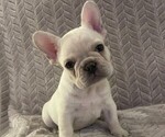 Puppy Casper French Bulldog