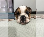 Small Photo #8 English Bulldog Puppy For Sale in FORT LAUDERDALE, FL, USA