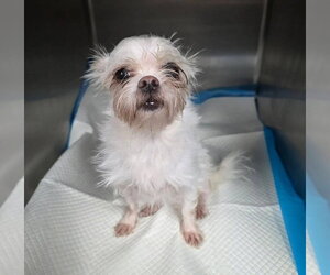 Brussels Griffon-Unknown Mix Dogs for adoption in Lakewood, CO, USA