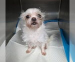 Small Brussels Griffon Mix