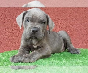 Cane Corso Puppy for sale in Prilep, Prilep, Macedonia