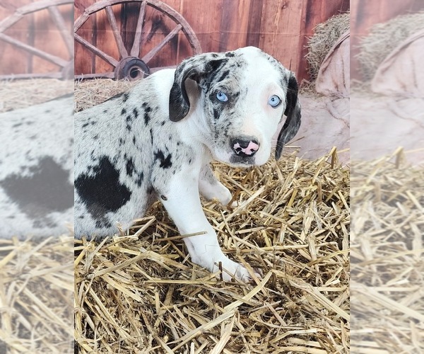 Medium Photo #5 Catahoula Leopard Dog Puppy For Sale in CUMBY, TX, USA