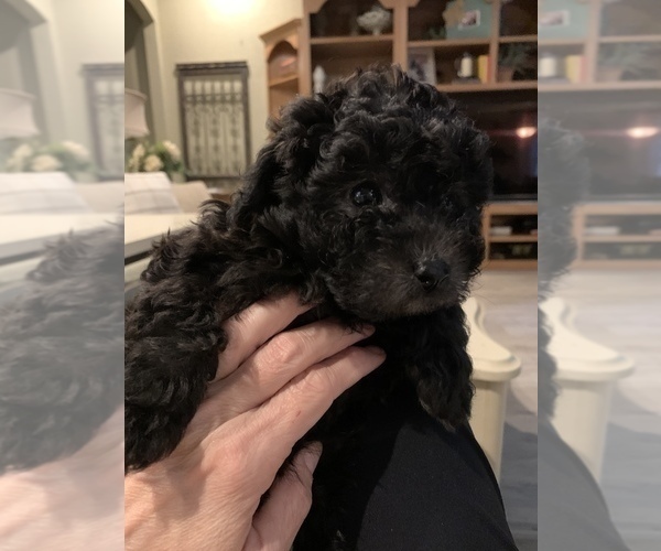 Medium Photo #4 Poodle (Toy) Puppy For Sale in MALVERN, AR, USA