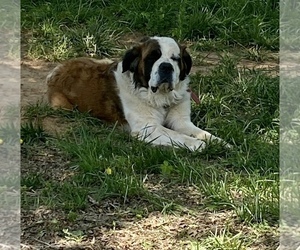 Saint Bernard Dog for Adoption in HAZEL GREEN, Alabama USA