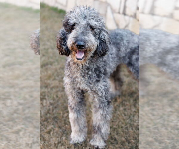 Medium Photo #11 Aussiedoodle Puppy For Sale in McKinney, TX, USA