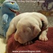 Small Photo #201 Dogo Argentino Puppy For Sale in PINEVILLE, MO, USA