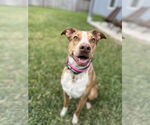 Small #1 Labrador Retriever-Red Heeler Mix