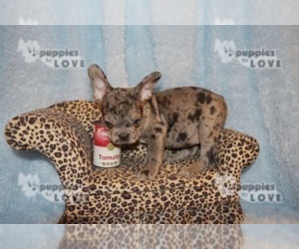Medium Photo #2 French Bulldog Puppy For Sale in SANGER, TX, USA