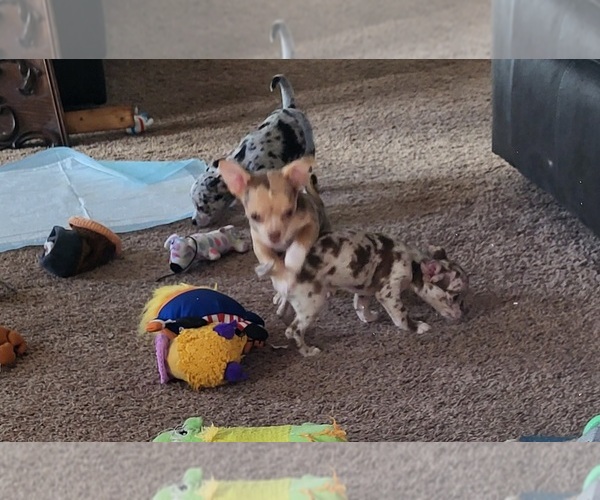Medium Photo #3 Chihuahua Puppy For Sale in BLUE RIVER, WI, USA