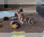 Chunky Gurl - Female Chihuahua Puppy for Sale - Photo #3