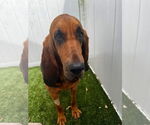 Small #1 Bloodhound