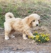 Small Photo #1 Goldendoodle (Miniature) Puppy For Sale in LENOIR, NC, USA