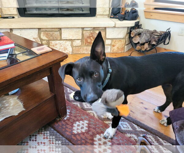 Medium Photo #3 Shollie Puppy For Sale in Bandera, TX, USA