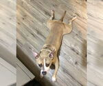 Small #1 American Bulldog