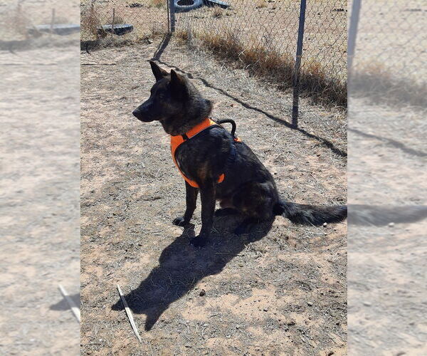 Medium Photo #3 - Mix Puppy For Sale in Imlay City, MI, USA