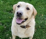 Small Photo #1 Labrador Retriever Puppy For Sale in COLOGNE, MN, USA