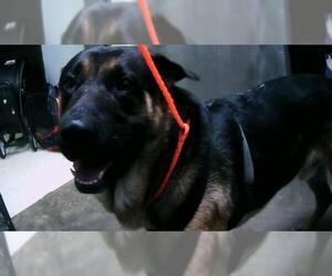 German Shepherd Dog-Unknown Mix Dogs for adoption in Tulsa, OK, USA