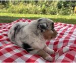 Small #6 Australian Shepherd