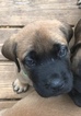 Small Photo #15 Mastiff Puppy For Sale in COPPERAS COVE, TX, USA