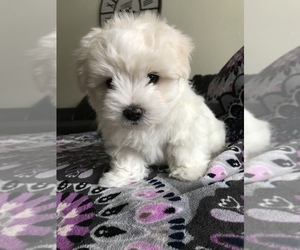 Maltese-Maltipom Mix Puppy for sale in SPRINGFIELD, MO, USA