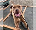 Small #1 Staffordshire Bull Terrier Mix