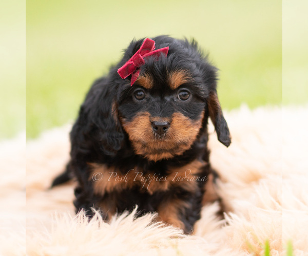Medium Photo #22 Cavapoo (Miniature) Puppy For Sale in WARSAW, IN, USA