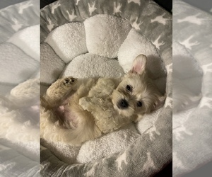 Maltipoo Puppy for sale in TRINITY, NC, USA