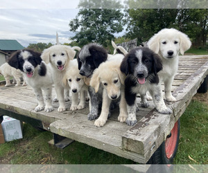 Border Collie-Maremma Sheepdog Mix Litter for sale in CONNEAUT, OH, USA