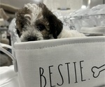 Small Photo #33 YorkiePoo Puppy For Sale in MONTGOMERY VILLAGE, MD, USA