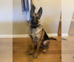 Small #4 German Shepherd Dog