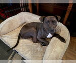 Small #2 American Pit Bull Terrier Mix